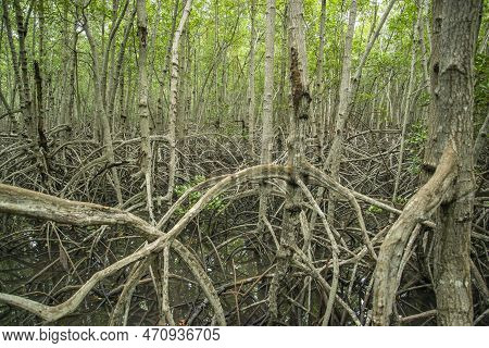 Thailand Prachuap Hua Hin Pranburi Mangroves