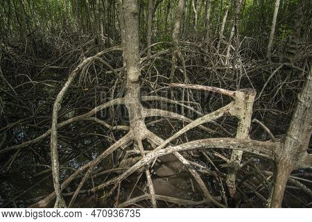 Thailand Prachuap Hua Hin Pranburi Mangroves