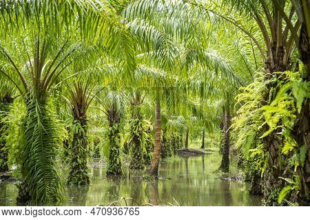Thailand Prachuap Bang Saphan Palm Oil Plantation