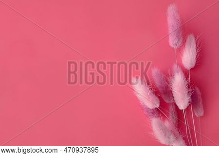 Spring Flower. Nice Lagurus On Pink Background.
