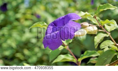Thunbergia Erecta Also Known As Bush Clockvine, Kings Mantle, Purple Bell Etc