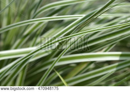 Striped Weeping Sedge Everest Leaves In The Garden