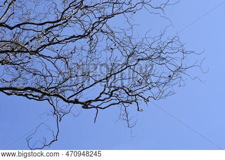 Dragons Claw Willow Bare Branches Against Blue Sky