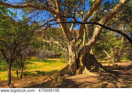 Big Tree In Waterberg Plateau National Park, Kalahari, Otjiwarongo, Namibia, Africa. Beautiful Afric