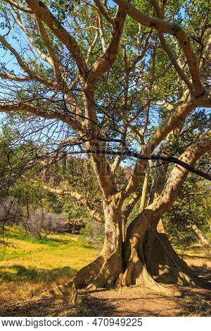 Big Tree In Waterberg Plateau National Park, Kalahari, Otjiwarongo, Namibia, Africa. Beautiful Afric