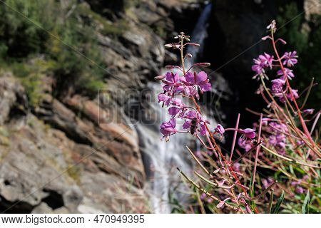 Chamaenerion Fleischeri, Formerly Epilobium Fleischeri, Commonly Known As Alpine Willowherb - Pink F