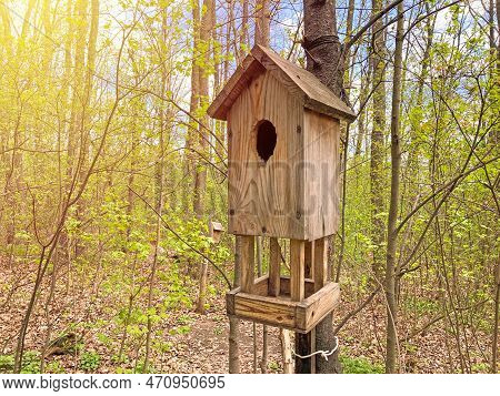 A Birdhouse In The Woods. Birdhouse On A Tree. A Nest Box, Nestbox, Birdhouses Or A Birdbox, Bird Bo