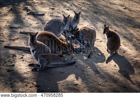 A Group Of A Red-necked Wallaby (bennett's Wallaby, Macropus Rufogriseus) Australian Kangaroos.