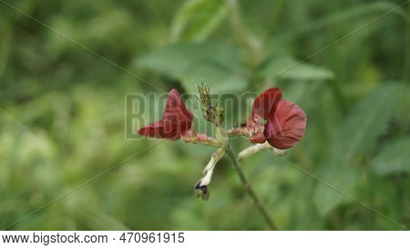 Macroptilium Lathyroides Also Known As Phasey Bean, Wild Bush Bean Etc