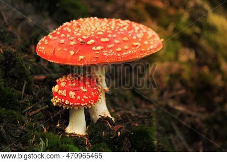 A Image Of Red Mushroom Hat, Fly Agaric Toadstool