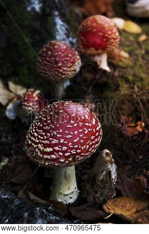 A Image Of Red Mushroom Hat, Fly Agaric Toadstool