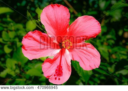 Bright Hibiscus Closeup With Yellow Anther On Stamen