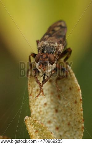 Natural Closeup On An Add Looking Spot-winged Spring Beegrabber, Myopa Tessellatipennis , Sitting On