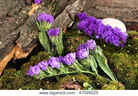Blomster, træ bark og mos i skoven tæt op
