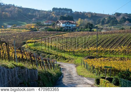 Hilly Txakoli Grape Vineyards, Making Of Txakoli Or Chacolí Slightly Sparkling, Very Dry White Wine 
