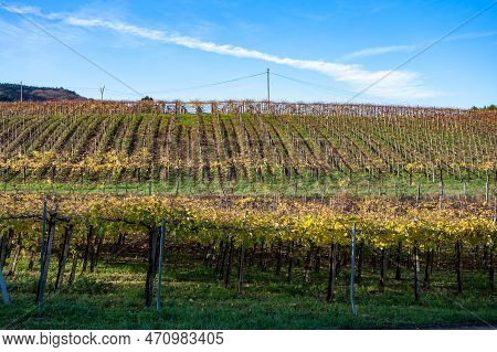 Hilly Txakoli Grape Vineyards, Making Of Txakoli Or Chacolí Slightly Sparkling, Very Dry White Wine 