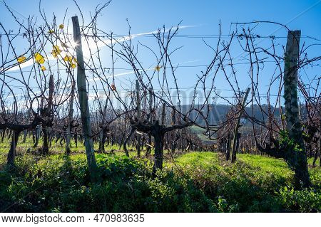 Hilly Txakoli Grape Vineyards, Making Of Txakoli Or Chacolí Slightly Sparkling, Very Dry White Wine