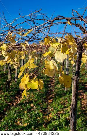 Hilly Txakoli Grape Vineyards, Making Of Txakoli Or Chacolí Slightly Sparkling, Very Dry White Wine