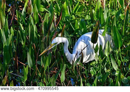 Great Egret - Ardea Alba - Hunting Amidst Water Plants In Wakodahatchee Wetlands, Florida.