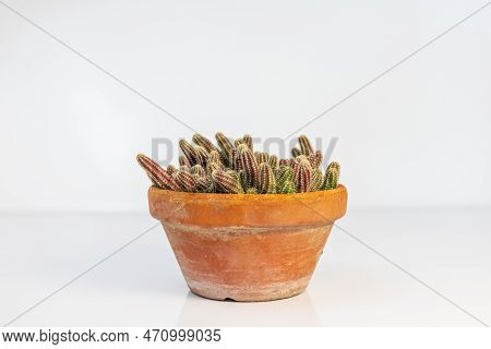 Echinopsis Chamaecereus Peanut Cactus Isolated On White Background