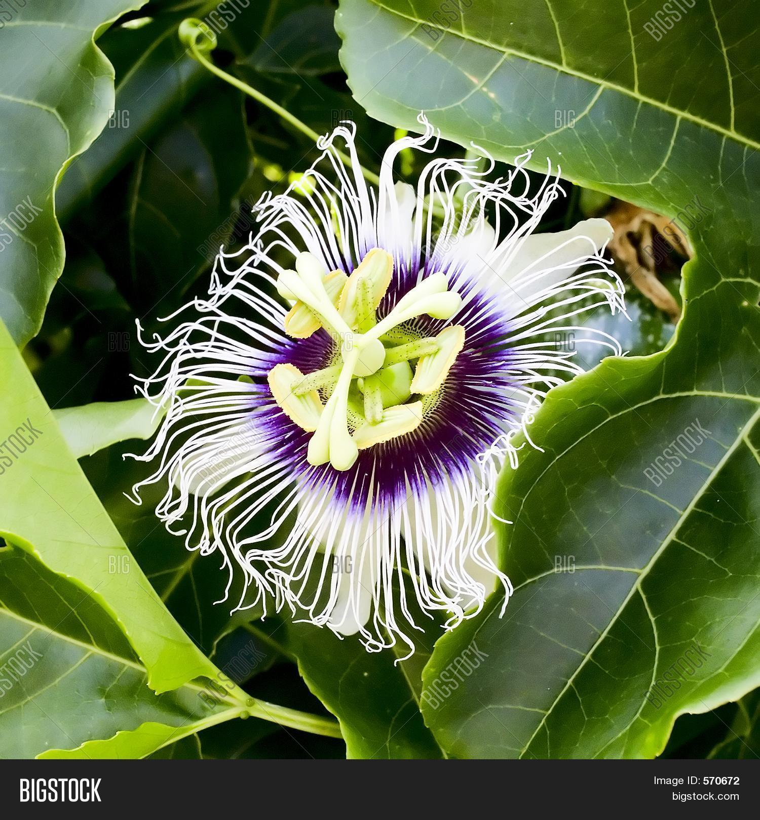 Passionfruit Flowers Image & Photo (Free Trial) Bigstock