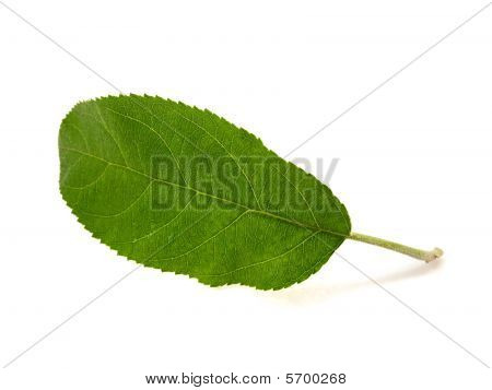 Apple Baum Blatt