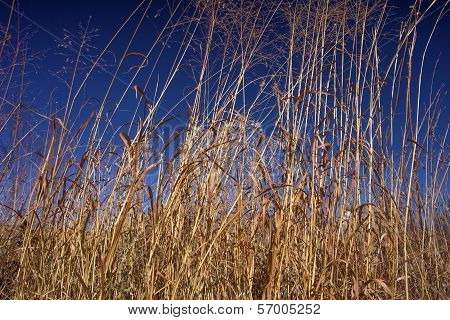 tall prairie grasses, Kansas