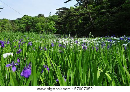 Flower of the iris