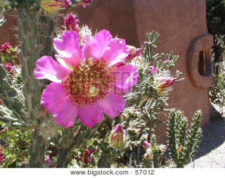 Rosa Cholla Bloom