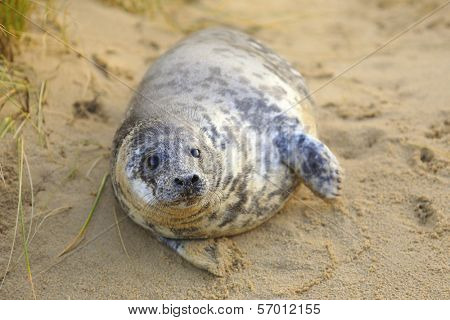A grey seal pup on Horsey Beach, Norfolk, England, where a breeding colony has become established over the last few years. Despite its size this baby is only a few weeks old.