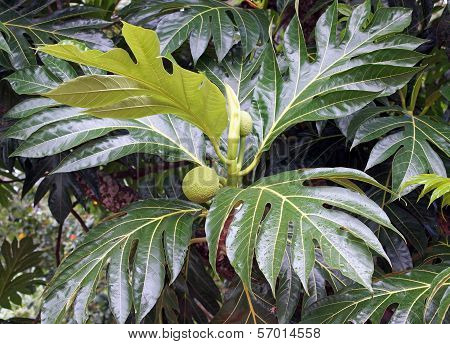 Breadfruit Tree, Caribbean