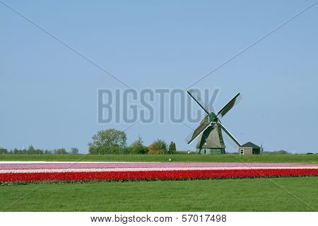Dutch tulips in the spring.