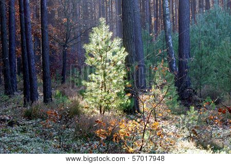 Forest in autumn.