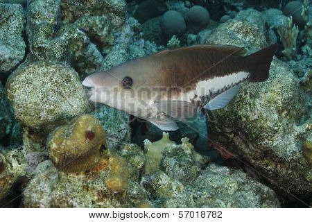 Queen Parrotfish - Initial Phase - Bonaire