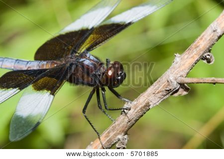 Enke Skimmer Dragonfly