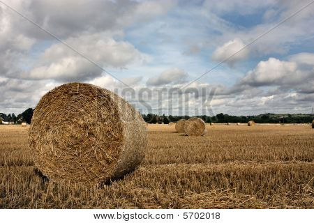 cauzione di paglia