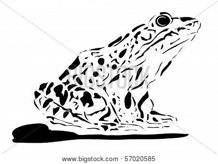 Frog illustration