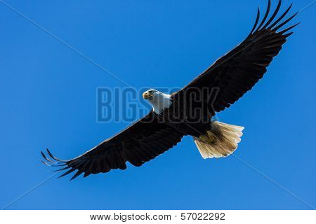 Bald Eagle
