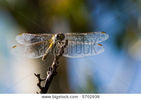 Dragonfly makro