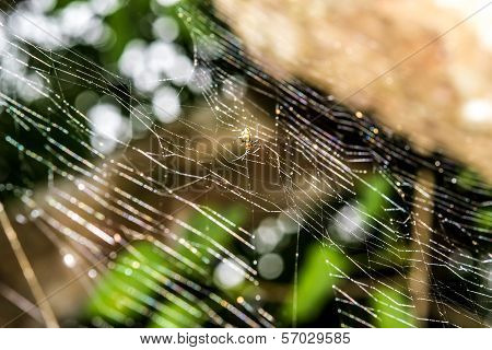 Cobweb