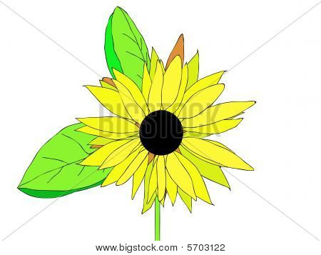 tournesol
