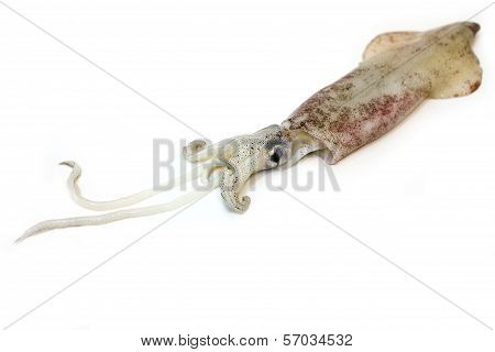 Fresh Squid Isolated On White Background