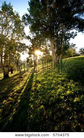 Forêt et soleil