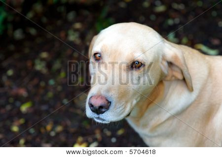 Vieil ami de Labrador