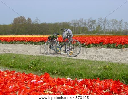 FIETS EN TULPEN