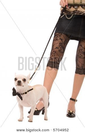 Vértes egy Housedog, a tulajdonos arcképe
