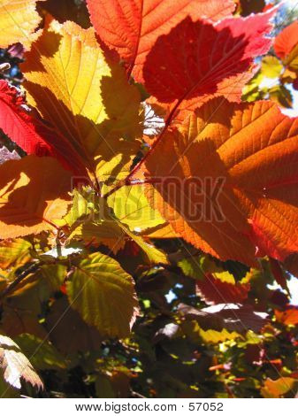 Blatt-Burst