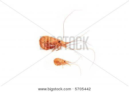 Mother And Daughter Shrimp On Isolated Background