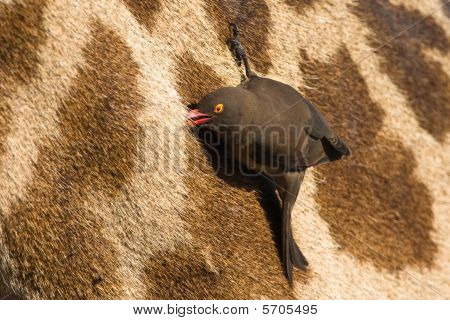 Bufaga beccorosso