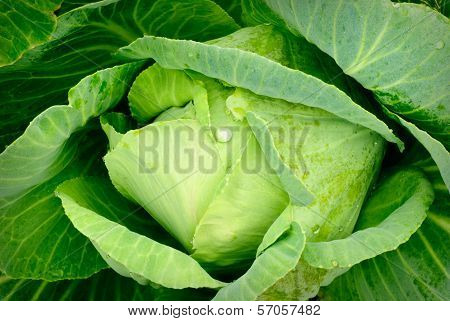 Cabbage Close Up